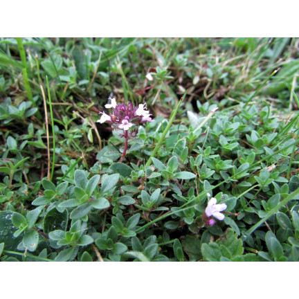 Z3035 TYMIANEK WŁAŚCIWY NASIONA ZIÓŁ ZIOŁA PRZYPRAWY AROMATYCZNY 0,3G