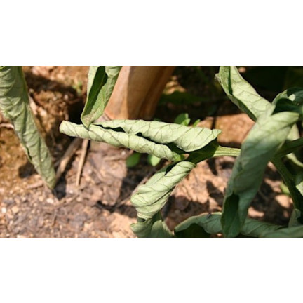 SUM39 HELP PLANT MIEDŹ (CU) 20ML