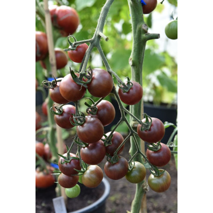 W9558 POMIDOR BLACK CHERRY KOKTAJLOWY WYSOKI GRUNTOWY 0,3G NASIONA POMIDORKI