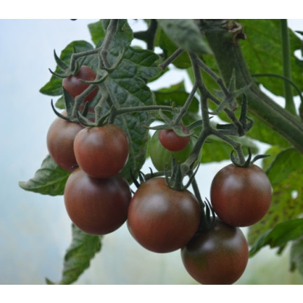 W9558 POMIDOR BLACK CHERRY KOKTAJLOWY WYSOKI GRUNTOWY 0,3G NASIONA POMIDORKI