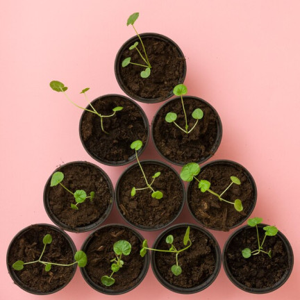 TG67369 DONICZKI P9 PRODUKCYJNE 100szt DO ROZSAD UPRAW WYSIEWU 9x9m 0,5L