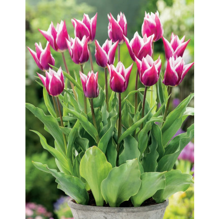 CEB2 TULIPAN CEBULKI TULIPANÓW CEBULKA KWIATÓW fioletowa LILIOKSZTAŁTNA 