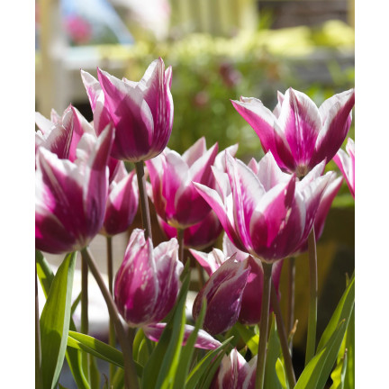 CEB2 TULIPAN CEBULKI TULIPANÓW CEBULKA KWIATÓW fioletowa LILIOKSZTAŁTNA 