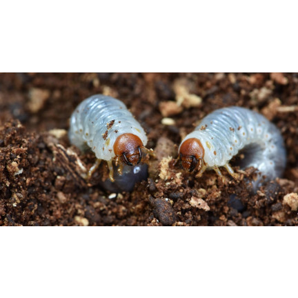 SUM42 NATUR BLOKER 1KG SUMIN