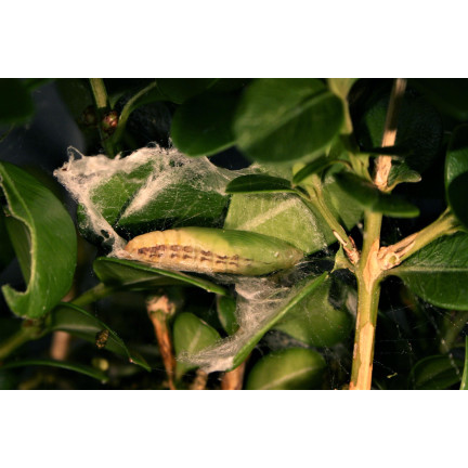 SUM32 LEPINOX PLUS 25G