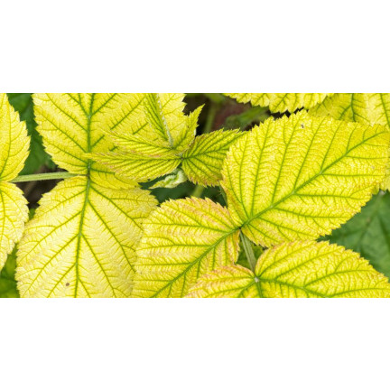 SUM40 HELP PLANT ŻELAZO (FE) 20ML