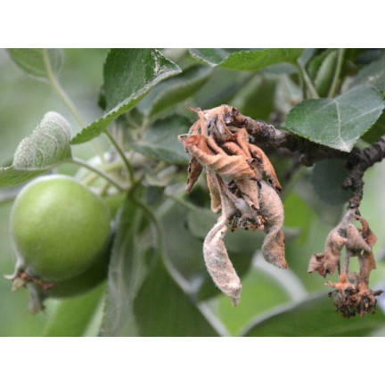 SUM39 HELP PLANT MIEDŹ (CU) 20ML