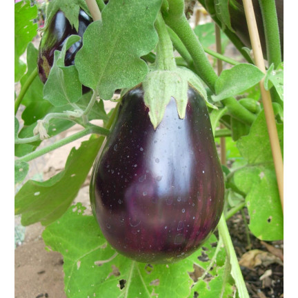 W1003 BAKŁAŻAN NASIONA OBERŻYNA BLACK BEAUTY FIOLETOWA GRUSZKA MIŁOŚCI 1G