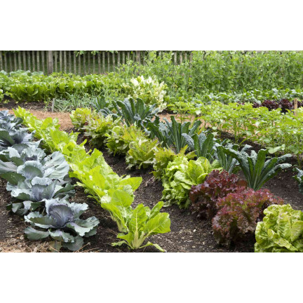 SUM55 OBORNIK KURZY GRANULOWANY 8L NAWÓZ NATURALNY SUMIN