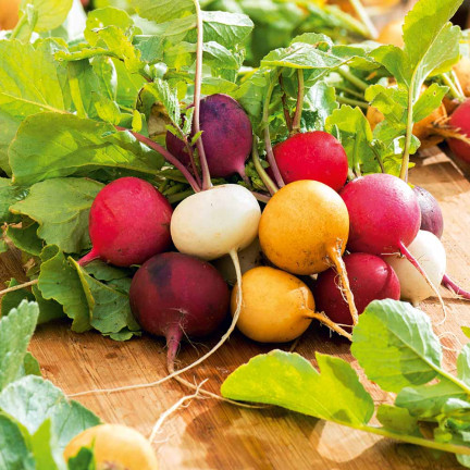 T8024 RZODKIEWKA NASIONA MIX ODMIAN TAŚMA NASIENNA 6M MIESZANKA KOLOROWA