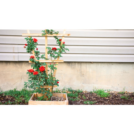 Ziemia do róż, podłoże do przesadzania kwiatów, specjalistyczne, z perlitem, Biovita 20l