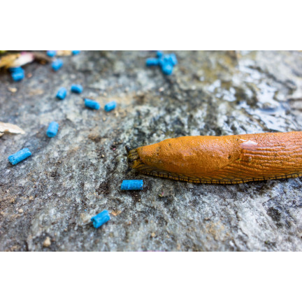 SUM22 ŚRODEK NA ŚLIMAKI PREPARAT TRUTKA NIEBIESKIE GRANULKI SUMIN MOLUFRIES 1KG