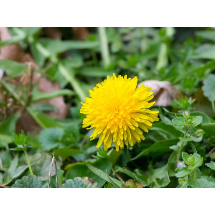 SUM29 STARANE TRAWNIKI 250ML