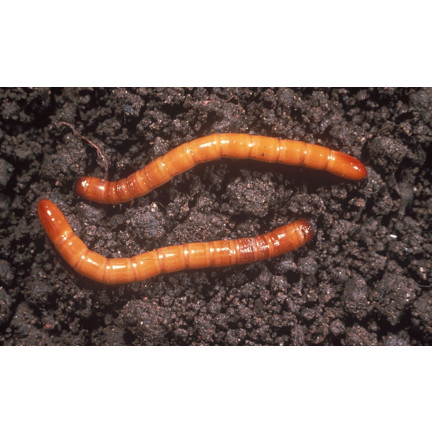 SUM42 NATUR BLOKER 1KG SUMIN