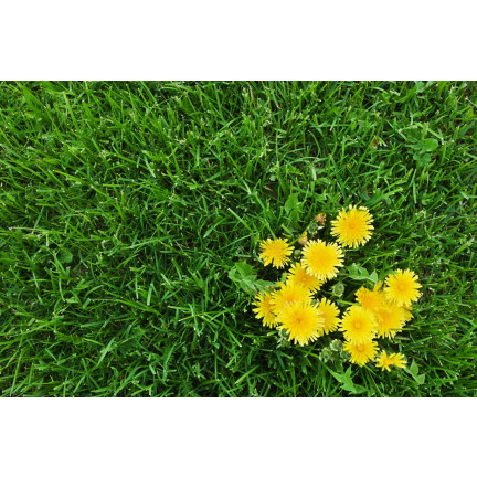 SUM29 STARANE TRAWNIKI 250ML