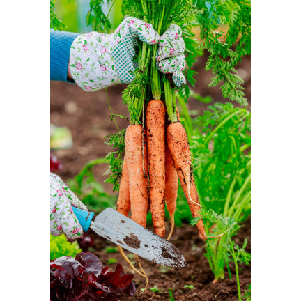 W1109 MARCHEW NASIONA MARCHWI PIERWSZY ZBIÓR B. WCZESNA MARCHEWKI SOCZYSTA NA SOK