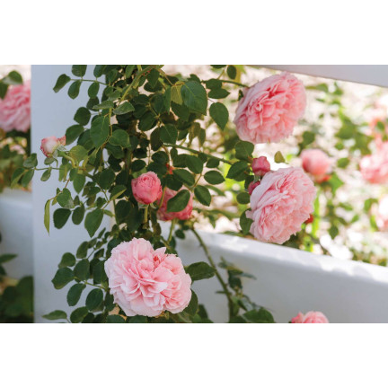 SUM14 NAWÓZ DO RÓŻ SUMIN 1KG OPTYMALNY SKŁAD