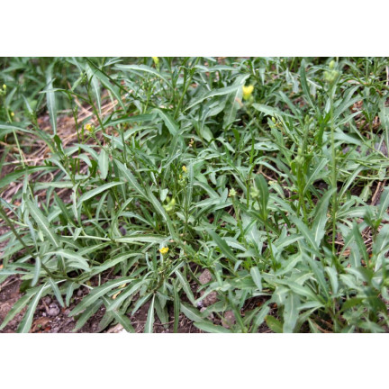 W1255 RUKOLA DZIKA WIELOLETNIA NASIONA RUKOLI SAŁATY WARZYW PIKANTNA 1G