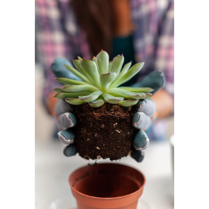 BIO10 PODŁOŻE ZIEMIA DO KAKTUSÓW I SUKULENTÓW ALOESU PRZEPUSZCZALNA 5L