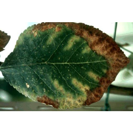 SUM39 HELP PLANT MIEDŹ (CU) 20ML