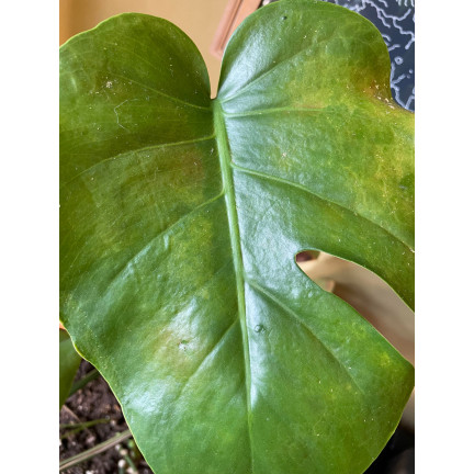 SUM30 KARATE GOLD 20ML