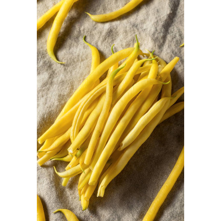 W1047 FASOLA SZPARAGOWA KARŁOWA ŻÓŁTA BERGGOLD B. WCZESNA NASIONA FASOLI FASOLKI 50G