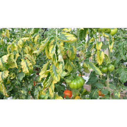 SUM40 HELP PLANT ŻELAZO (FE) 20ML