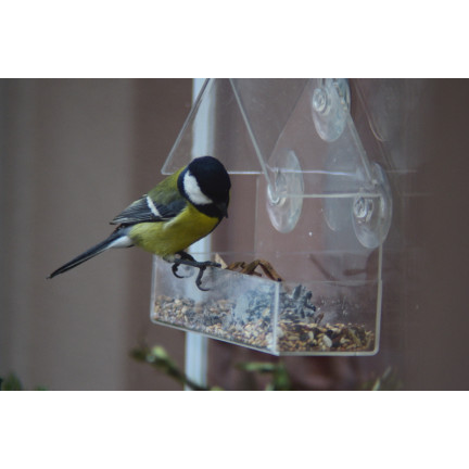 TG80446 KARMNIK DLA PTAKÓW PRZEZROCZYSTY NA SZYBĘ OKNO NA ZIARNO SŁONECZNIK POKARM