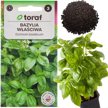Z3001 BAZYLIA WŁAŚCIWA NASIONA BAZYLII ZIÓŁ ZIOŁA PRZYPRAWY ZIELONA AROMATYCZNA 1G