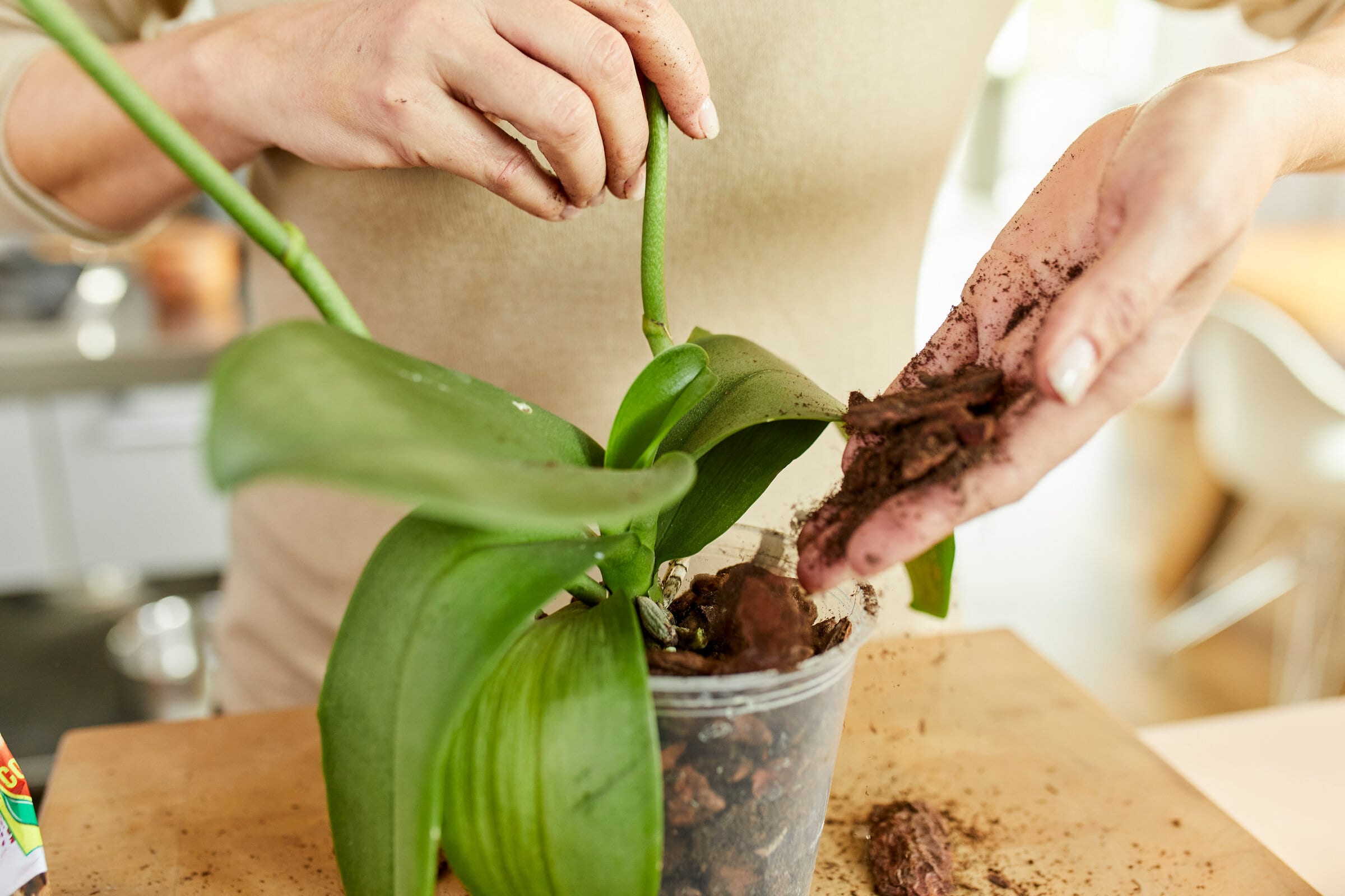 BIO8 NATURALNE PODŁOŻE ZIEMIA DO STORCZYKÓW ORCHIDEI 3L BIOVITA