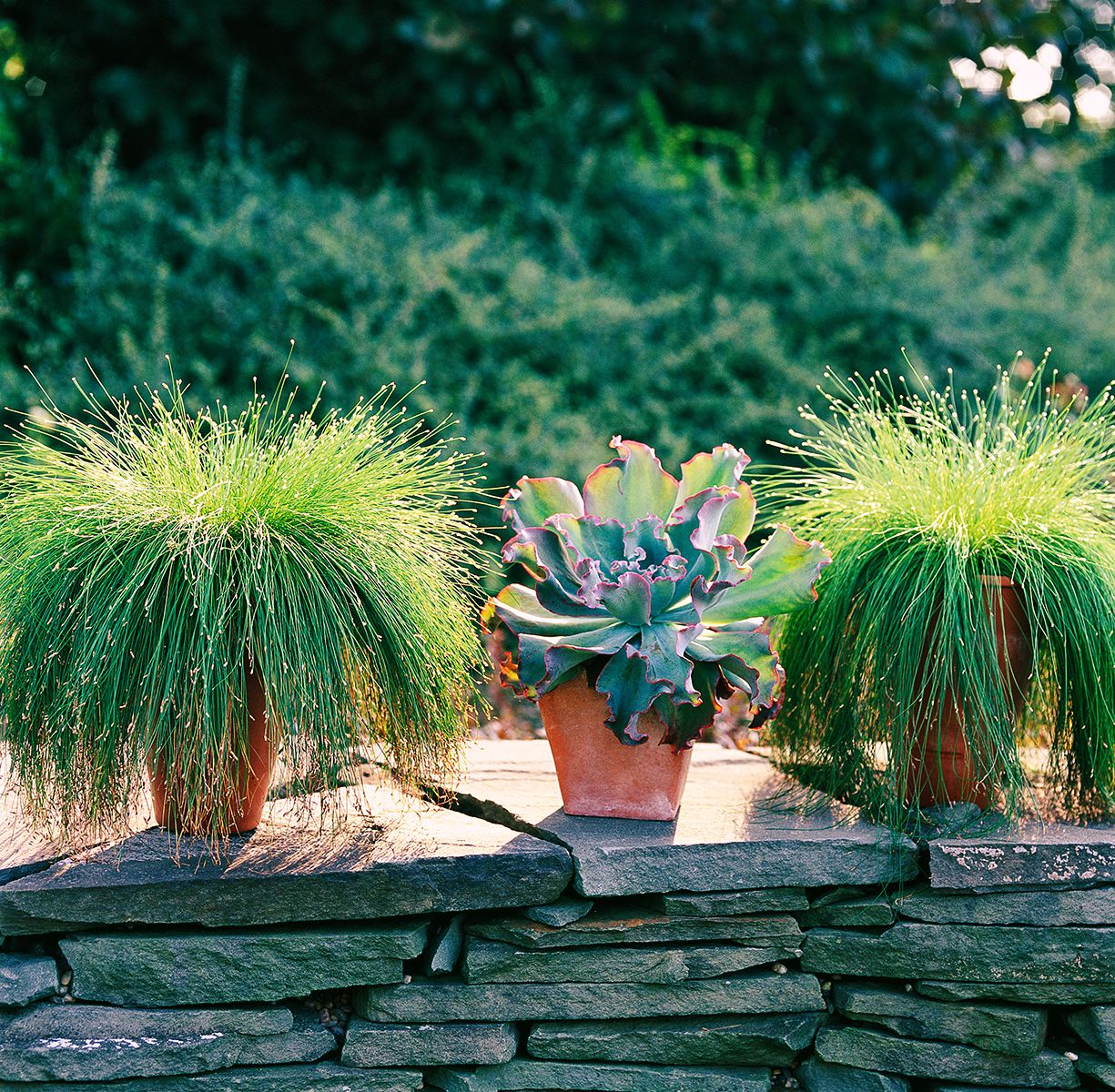 SUM27 NAWÓZ DO TRAW OZDOBNYCH SUMIN 1KG