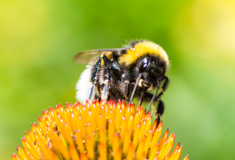 SUM36 BIOPOLIN 10ML SUMIN WABI PSZCZOŁY TRZMIELE DŁUGODZIAŁAJĄCY