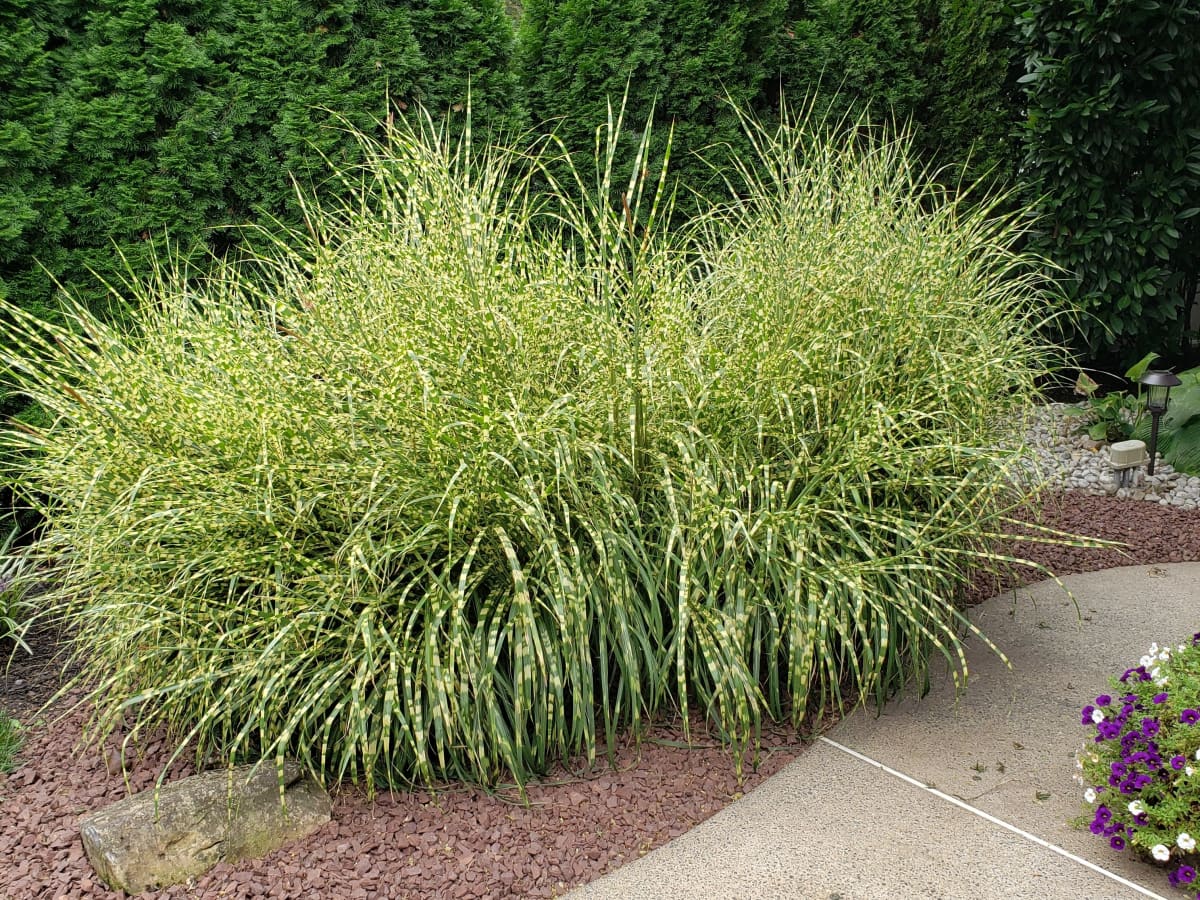 SUM27 NAWÓZ DO TRAW OZDOBNYCH SUMIN 1KG