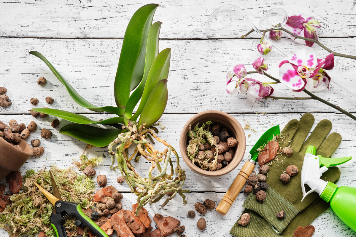 BIO8 NATURALNE PODŁOŻE ZIEMIA DO STORCZYKÓW ORCHIDEI 3L BIOVITA