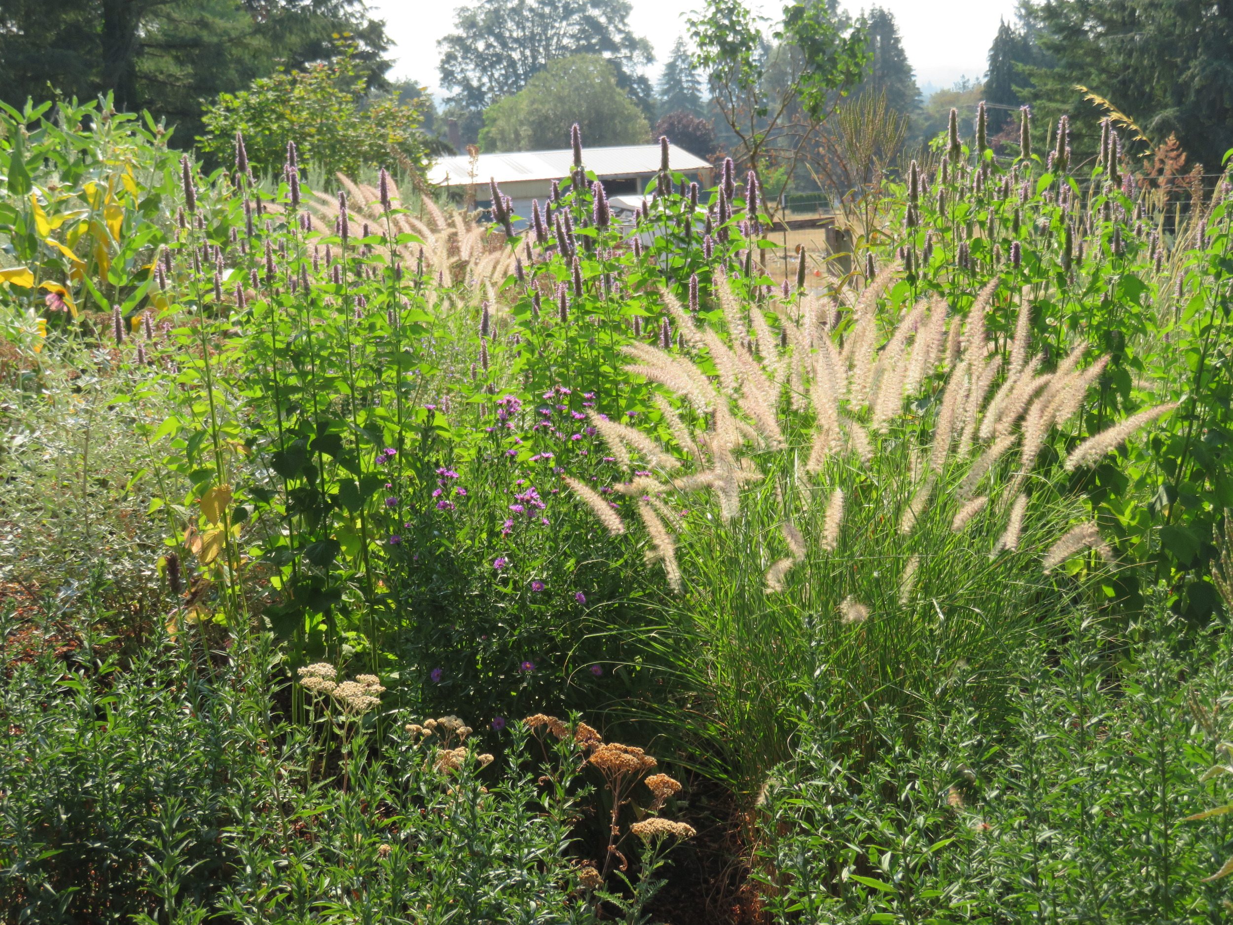 SUM27 NAWÓZ DO TRAW OZDOBNYCH SUMIN 1KG