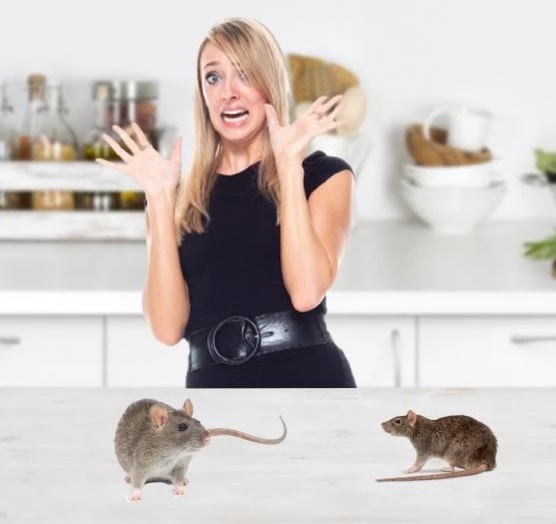 TG60488 ŁAPKA NA MYSZY PUŁAPKA SZCZURY 2SZT WIELORAZOWA