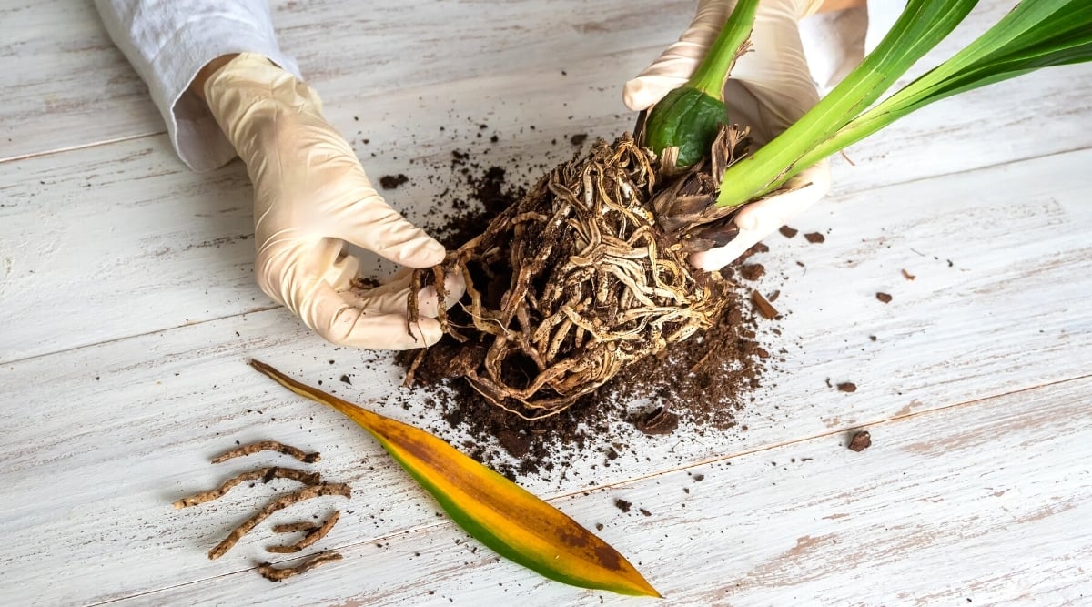 BIO8 NATURALNE PODŁOŻE ZIEMIA DO STORCZYKÓW ORCHIDEI 3L BIOVITA