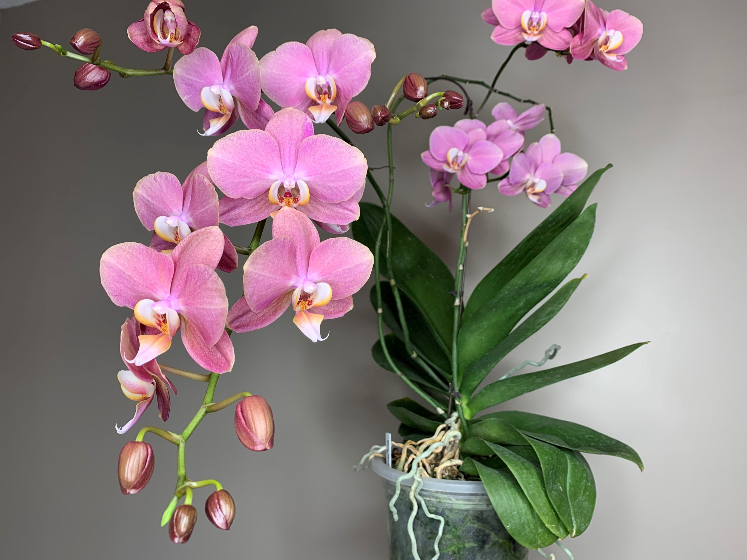 BIO8 NATURALNE PODŁOŻE ZIEMIA DO STORCZYKÓW ORCHIDEI 3L BIOVITA