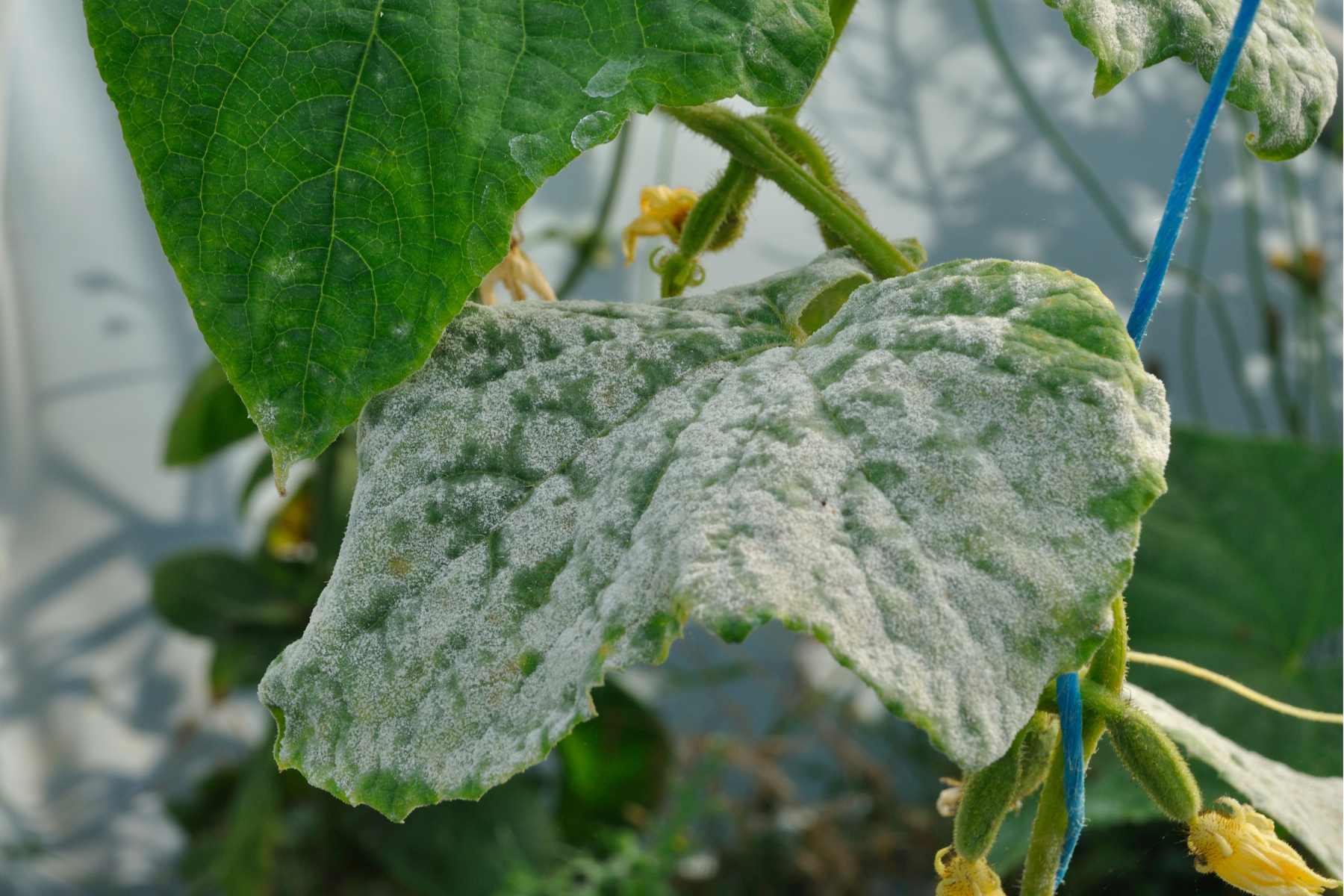 SUM50 SUMIN SCORPION 325 SC GRZYBOBÓJCZY ALTERNARIOZA RDZA MĄCZNIAK 50 ml