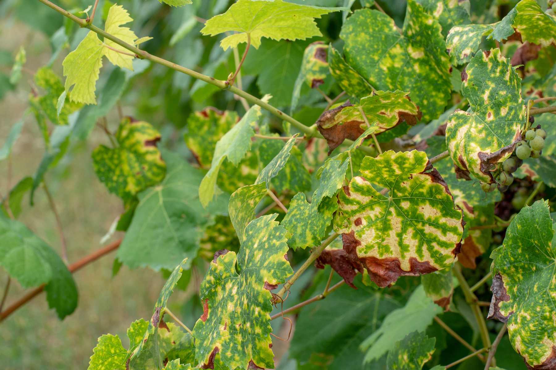 SUM50 SUMIN SCORPION 325 SC GRZYBOBÓJCZY ALTERNARIOZA RDZA MĄCZNIAK 50 ml