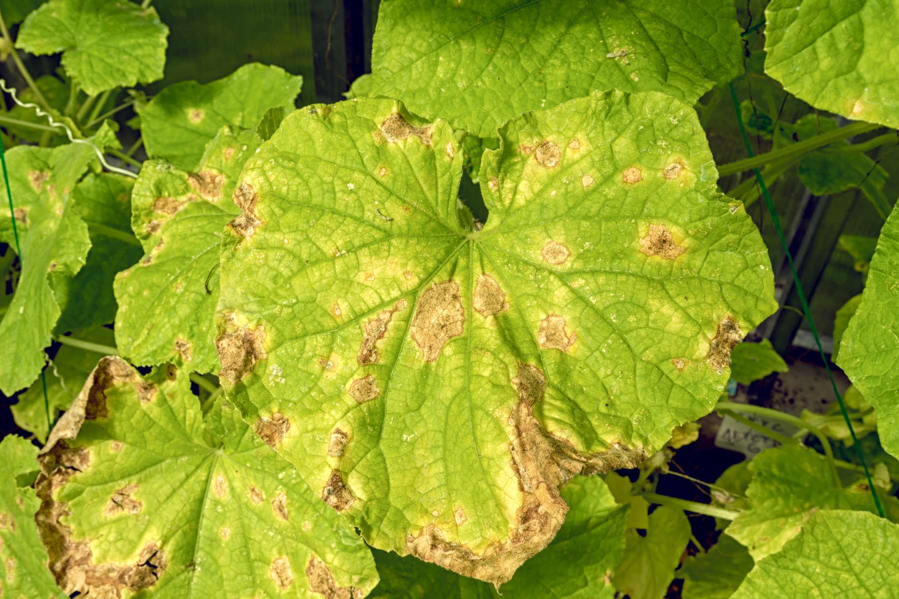 SUM50 SUMIN SCORPION 325 SC GRZYBOBÓJCZY ALTERNARIOZA RDZA MĄCZNIAK 50 ml