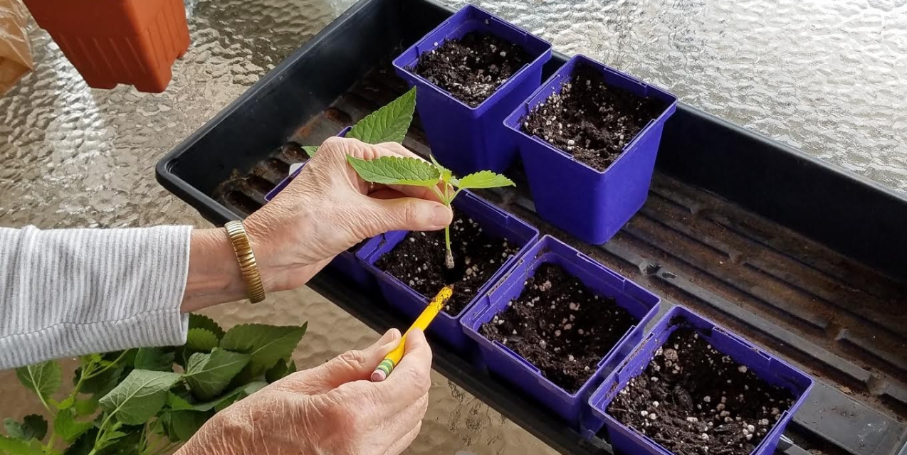 SUM28 MULTIROOTS UKORZENIACZ 100ML SUMIN