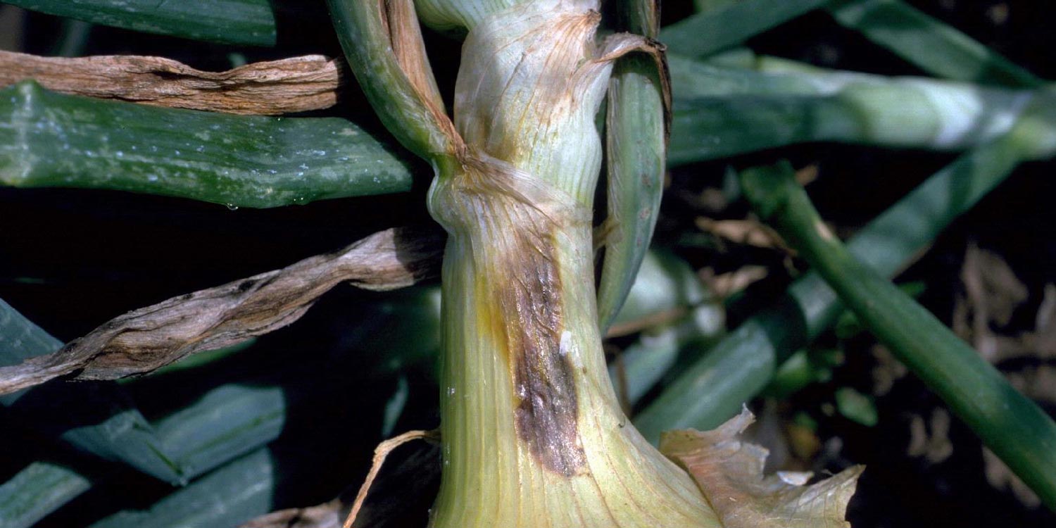 SUM50 SUMIN SCORPION 325 SC GRZYBOBÓJCZY ALTERNARIOZA RDZA MĄCZNIAK 50 ml