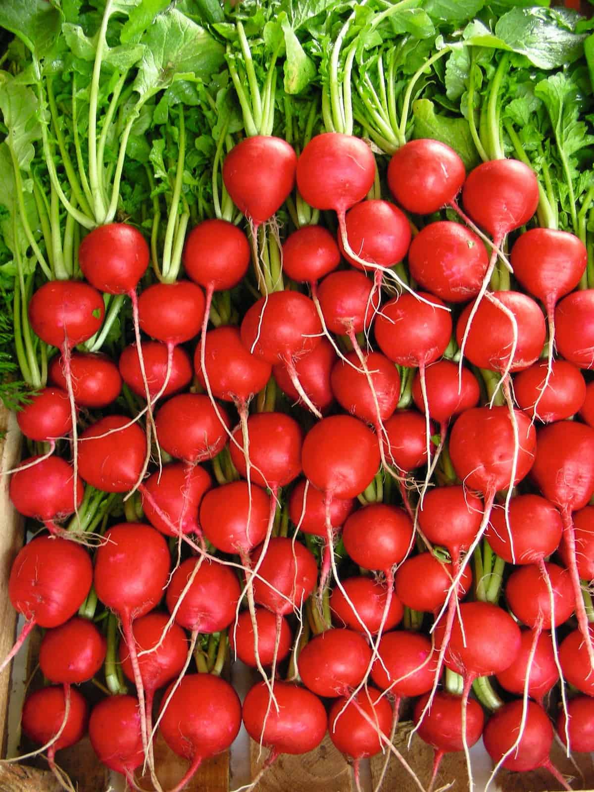 T8339 RZODKIEWKA na Taśmie nasiennej 6M NASIONA RZODKIEWKI OKRĄGŁA ŁAGODNA