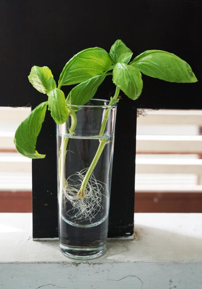 SUM28 MULTIROOTS UKORZENIACZ 100ML SUMIN