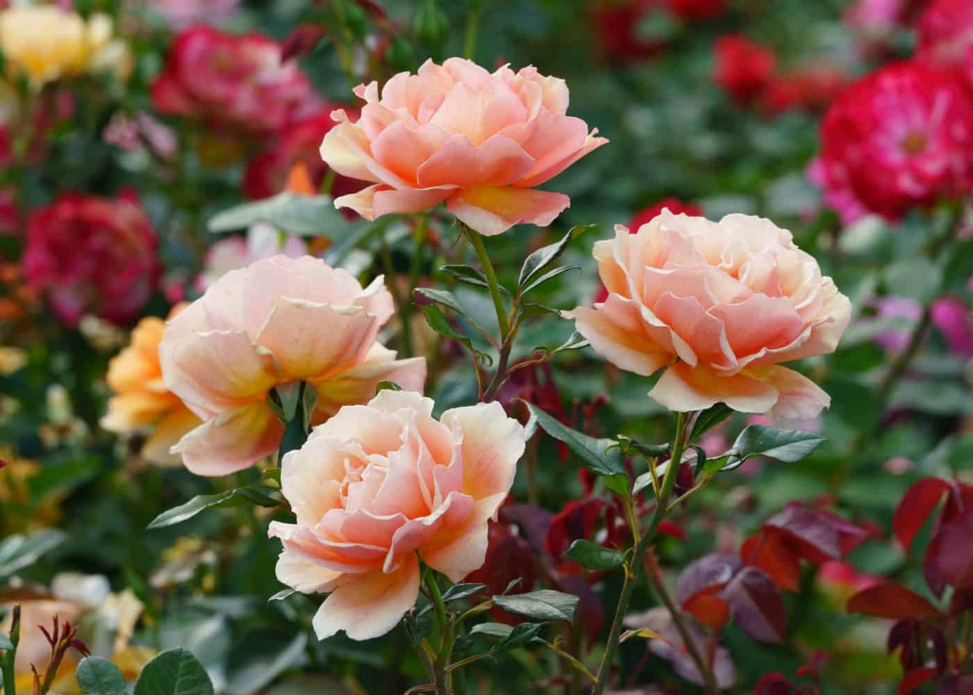 SUM14 NAWÓZ DO RÓŻ SUMIN 1KG OPTYMALNY SKŁAD