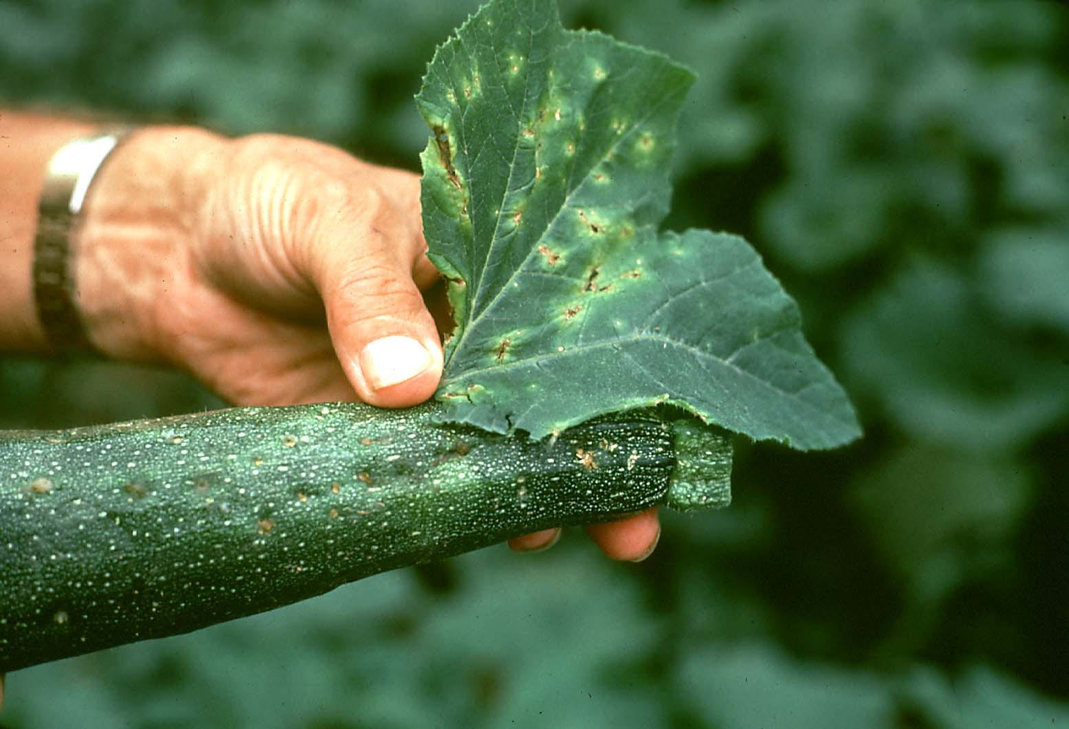 SUM21 SYLLIT 65 WP 45G ŚRODEK GRZYBOBÓJCZY SUMIN