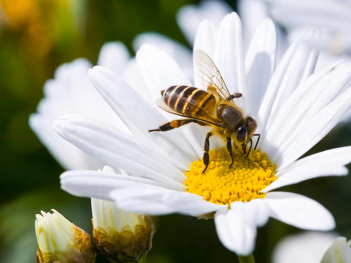 SUM36 BIOPOLIN 10ML SUMIN WABI PSZCZOŁY TRZMIELE DŁUGODZIAŁAJĄCY