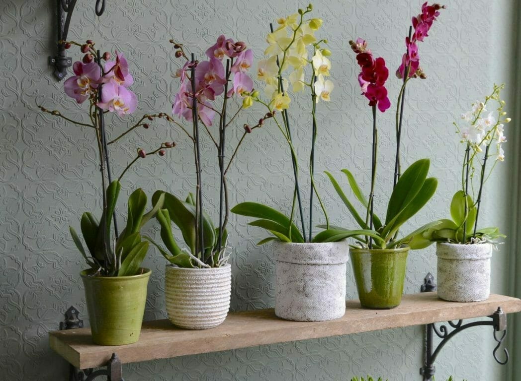 BIO8 NATURALNE PODŁOŻE ZIEMIA DO STORCZYKÓW ORCHIDEI 3L BIOVITA