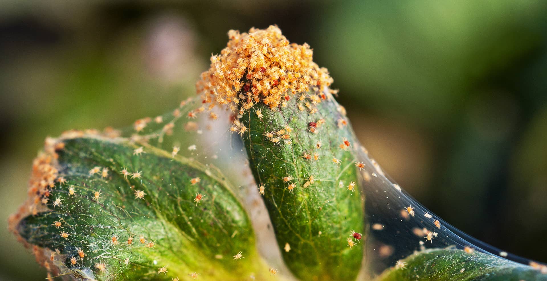 SUM45 ŚRODEK ORTUS 05 SC 15ML NA PRZĘDZIORKA